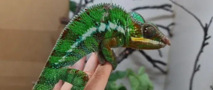 Pogoste bolezni in zdravstvene težave pri kameleonih v ujetni&scaron;tvu