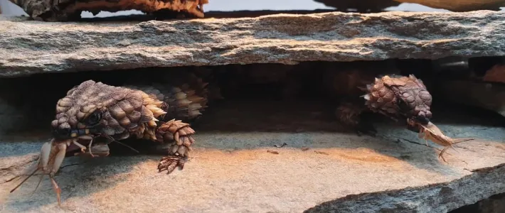 Živa hrana za plazilce