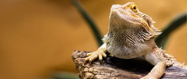 Pravilno zračenje terarija za plazilce &ndash; kroženje zraka in preprečevanje zatohlega okolja