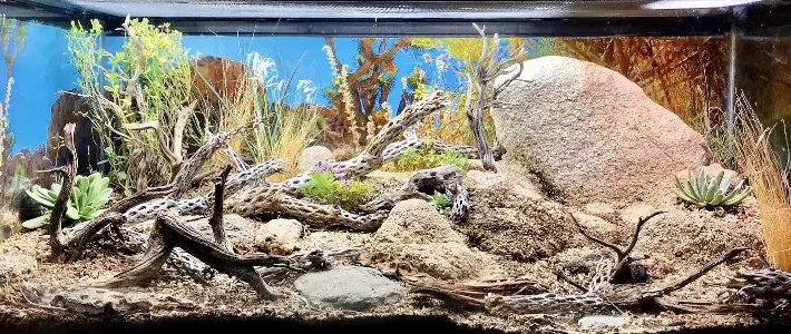 Bioaktivni terarij v puščavskem stilu z vejami, peskom, kamni in sukulentami