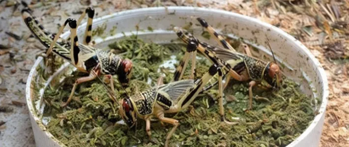 Gutloading – pravilno hranjenje žuželk za boljše zdravje plazilcev